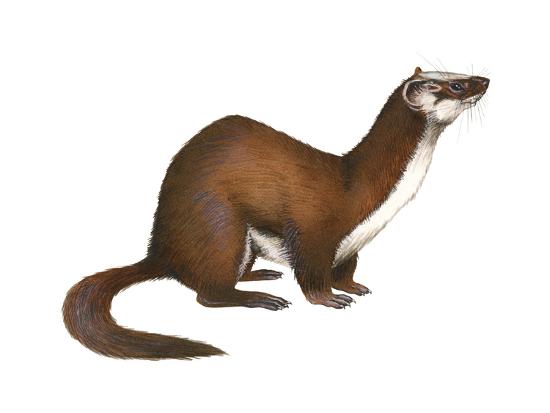 Download Long-Tailed Weasel (Mustela Frenata), Mammals Prints by Encyclopaedia Britannica at AllPosters.com