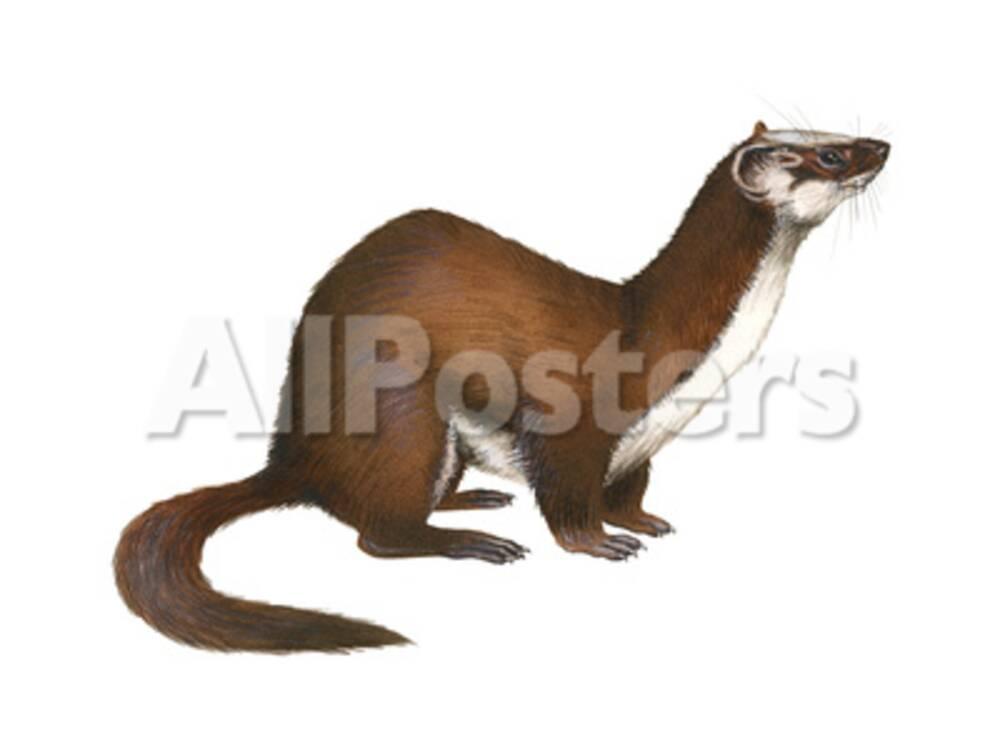 Download Long-Tailed Weasel (Mustela Frenata), Mammals Prints by Encyclopaedia Britannica at AllPosters.com