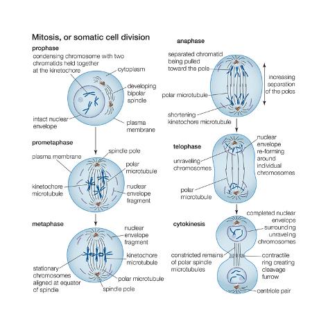 Mitosis Somatic Cell Division Biology Prints By Encyclopaedia