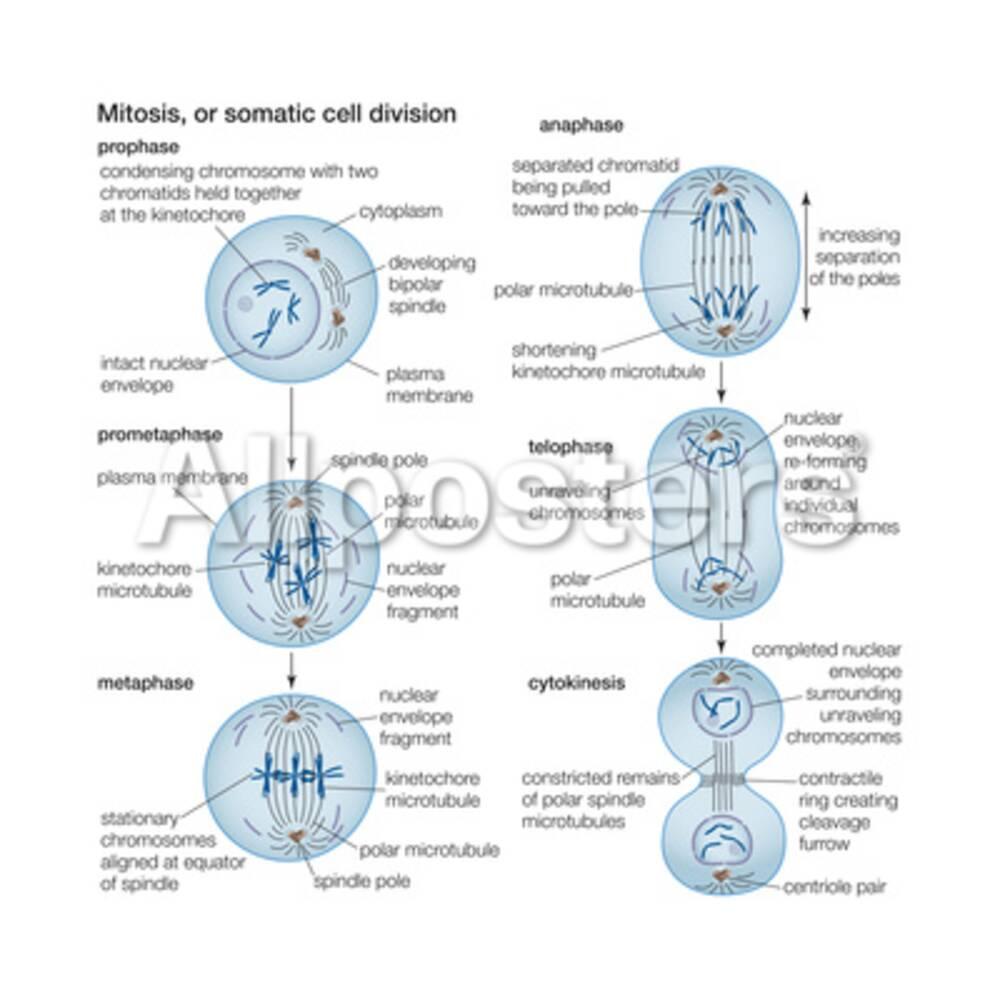 Mitosis Somatic Cell Division Biology Prints By Encyclopaedia Mitosis Somatic Cell Division Biology Prints By Encyclopaedia