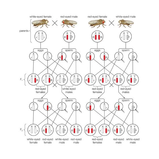 'SexLinked Inheritance of White Eyes in Drosophila Flies. Heredity