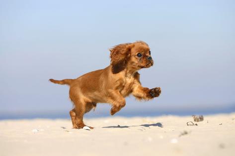 ruby cavalier king charles spaniel puppy