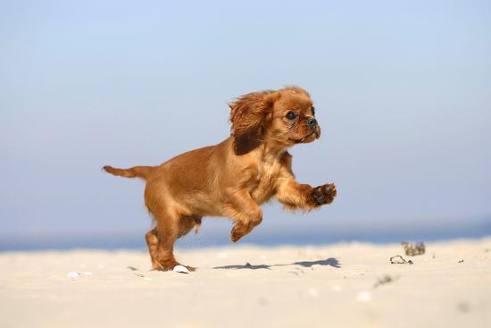 Cavalier King Charles Spaniel Puppy 14 Weeks Ruby Running On Beach Jumping Photographic Print Petra Wegner Allposters Com