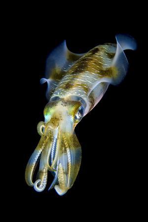 Portrait of Bigfin Squid (Sepioteuthis Lessoniana) Hovering' Photographic Print - Alex Mustard | AllPosters.com