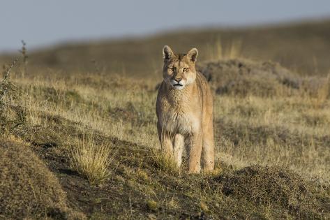 habitat puma