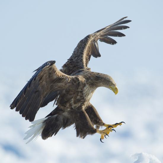White Tailed Sea Eagle Haliaeetus Albicilla In Flight Landing Hokkaido Japan February