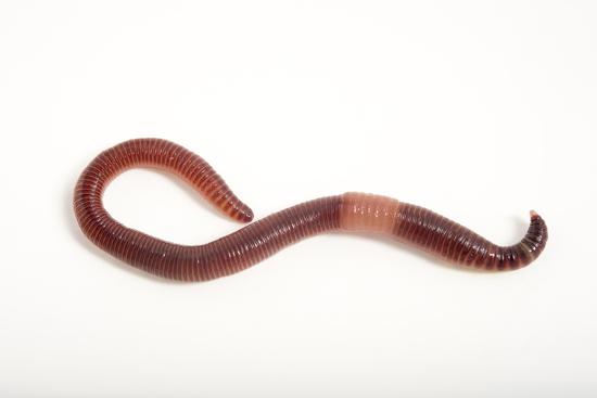 Resultado de imagen de lumbricus terrestris