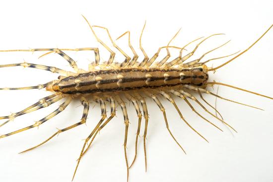A House Centipede, Scutigera Coleoptrata, from the Wild ...