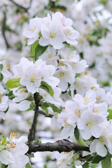 Apple Blossom Medium Close Up Apple Tree Tree Spring Photographic Print Herbert Kehrer Allposters Com Apple Blossom Medium Close Up Apple Tree Tree Spring Photographic Print Herbert Kehrer Allposters Com