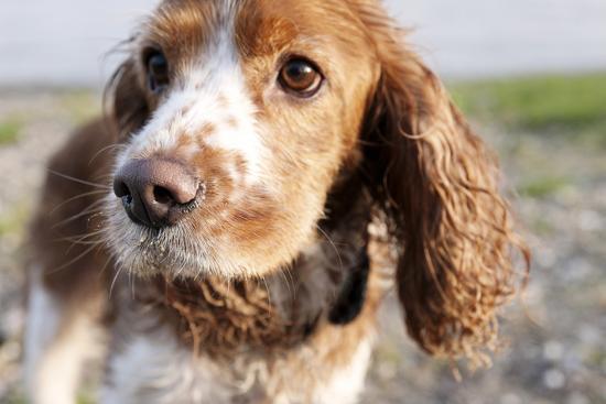 Mixed Breed Dog of Cocker Spaniel and King Charles Spaniel, Close-Up