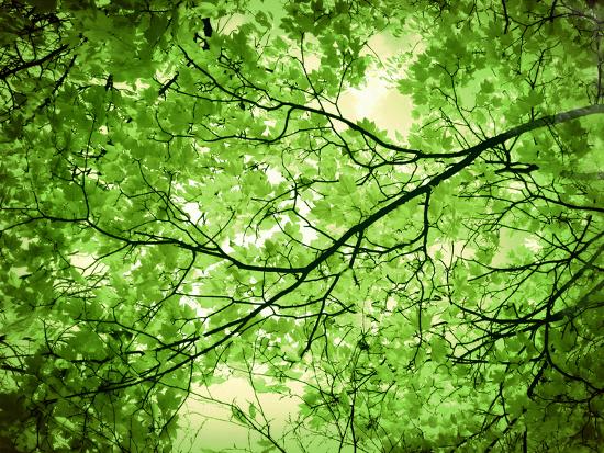 Foliage Tree Branches Branches Leaves Green Photographic Print Alaya Gadeh Allposters Com