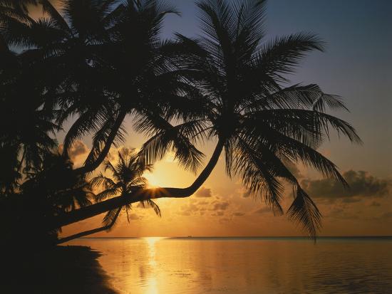Palmenstrand Sonnenuntergang Meer Ufer Palmen Abendsonne Urlaub Photographic Print Thonig Allposters Com