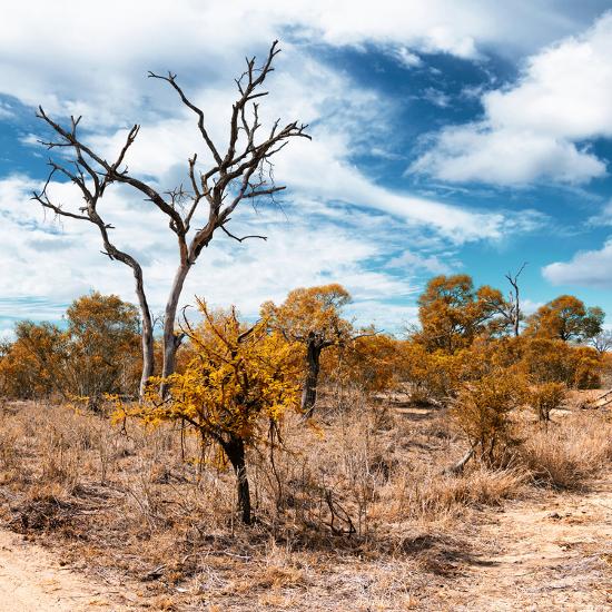 Awesome South Africa Collection Square African Landscape in Fall
