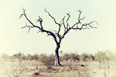 'Awesome South Africa Collection - Savanna Tree X' Photographic Print