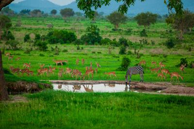 Zebra And Wildlife At The Watering Hole Mizumi Safari Park Tanzania East Africa Africa Photographic Print Laura Grier Allposters Com