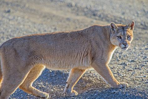 Puma (Puma Concolor) (Wild Puma 