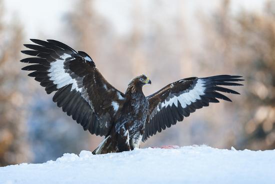 Juvenile Golden Eagle Aquila Chrysaetos Wings Outstretched On The Snow At The Edge Of A Forest