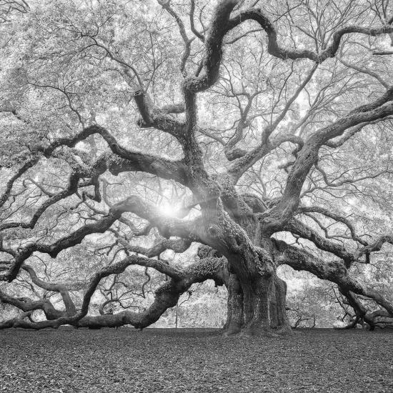 'The Tree Square-BW 2' Photographic Print - Moises Levy | AllPosters.com