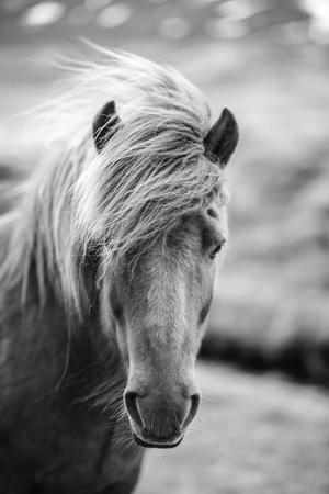 Download Portrait of Icelandic Horse in Black and White ...