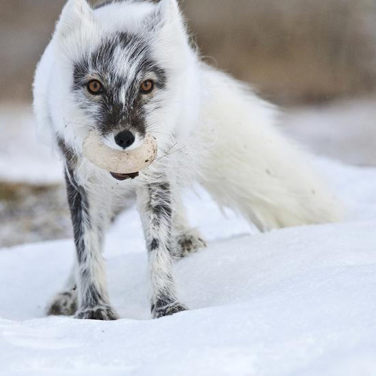 'Arctic Fox (Vulpes Lagopus) With Snow Goose Egg In Mouth' Photographic