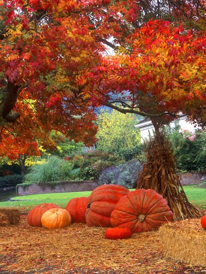 Halloween Decorations Of Pumpkins And Corn Stalks In Front Of A