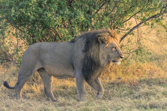 botswana chobe national park savuti male lion walking