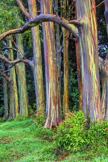 hawaii maui rainbow eucalyptus trees photographic print by terry