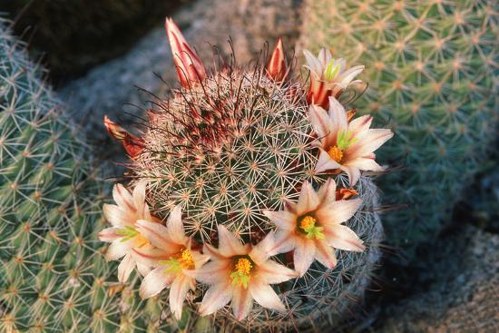 'Fishhook Cactus in Bloom, Anza-Borrego Desert State Park ...