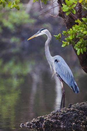 blue heron stalks fish