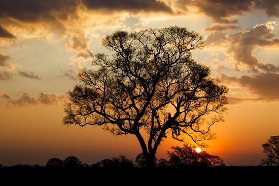 brazil mato grosso the