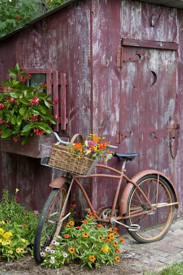 old bicycle with flower basket next to old outhouse garden