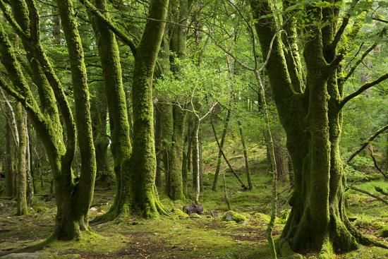 Mossy Trees Near Torc Waterfalls Killarney National Park County