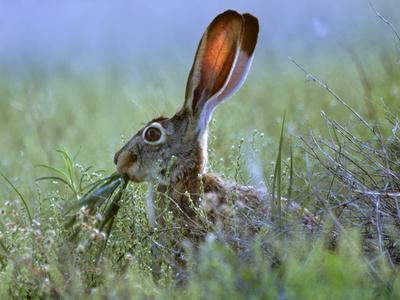 Jack Rabbit Usa >> Black Tailed Jackrabbit Eating Grass New Mexico Usa Jack Rabbit Usa >> Black Tailed Jackrabbit Eating Grass New Mexico Usa