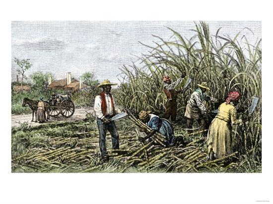 Sugar plantations in the americas Sugar plantations in the americas picture