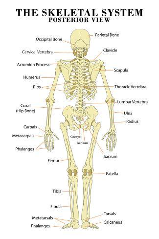 Skeletal System Anatomical Chart