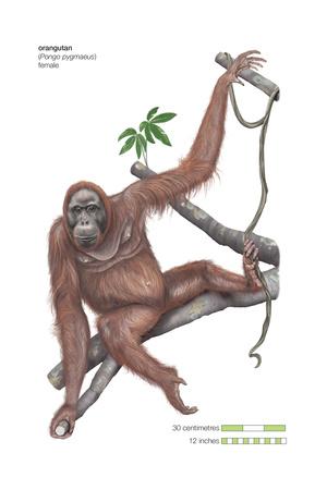 Download 'Female Orangutan (Pongo Pygmaeus), Ape, Mammals' Prints - Encyclopaedia Britannica | AllPosters.com