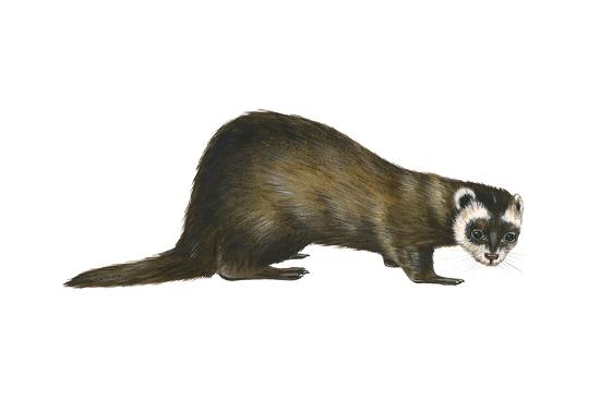 Download 'European Polecat (Mustela Putorius), Weasel, Mammals' Print - Encyclopaedia Britannica ...