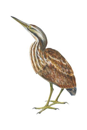 Image result for american bittern clipart
