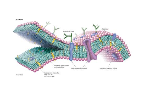 'Lipid Bilayer, Plasma Membrane, Phospholipid, Biochemistry