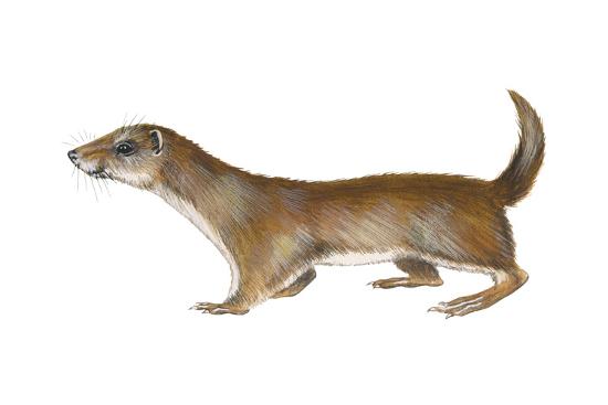 'Common or Least Weasel (Mustela Nivalis), Mammals' Posters - Encyclopaedia Britannica ...