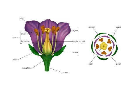 Diagram on Right Shows Arrangement of Floral Parts in Cross Section at