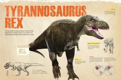 Infographic of the Tyrannosaurus Rex, a Carnivorous Dinosaur from the Cretaceous Period Posters