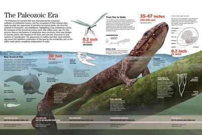 paleozoic amphibians terrestrial fauna adapted allposters greeting