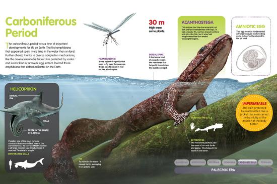 'Infographic That Shows the First Amphibians During the Carboniferous