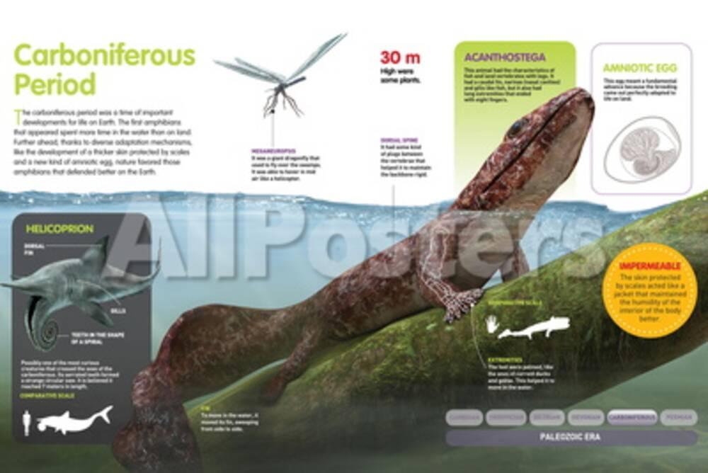 Infographic That Shows the First Amphibians During the Carboniferous