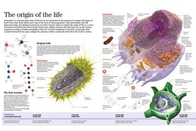 'Infographic of the First Forms of Life on Earth, 4.500 Million Years ...