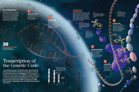 Infographic Showing The Transcription Process Of The Cell Nucleus Dna To The Organelles