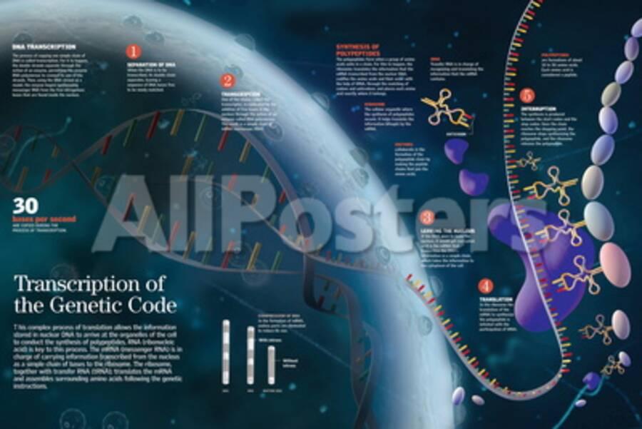 Infographic Showing The Transcription Process Of The Cell Nucleus Dna To The Organelles