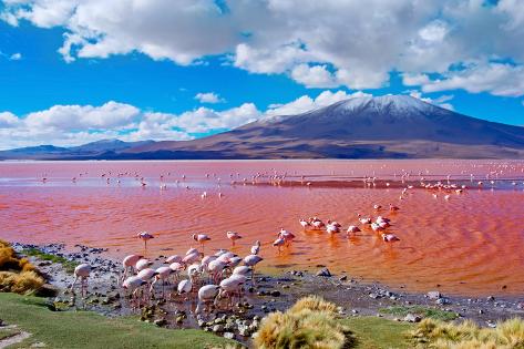 Flamingo Wanderlust Travel Print Colourful Vibrant A3 Illustration Laguna Colorada Bolivia South America Wax Pastels Landscape