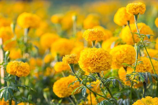 'Marigold Flower ,Marigold Flower in the Morning' Photographic Print ...